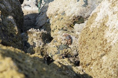 Yengeç, Grapsus sp. : Grapsus tenuicrustatus ve Grapsus albolineatus Nisan ayında Khor Fakkan Sahili 'nde Umman Körfezi yakınlarındaki kayalıklarda yaşar. Grafik, hafif ayaklı yengeç cinsidir. Khor Fakkan, Sharjah, Birleşik Arap Emirlikleri. 