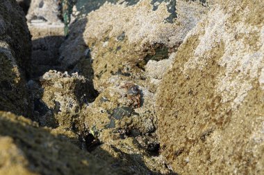 Yengeç, Grapsus sp. : Grapsus tenuicrustatus ve Grapsus albolineatus Nisan ayında Khor Fakkan Sahili 'nde Umman Körfezi yakınlarındaki kayalıklarda yaşar. Grafik, hafif ayaklı yengeç cinsidir. Khor Fakkan, Sharjah, Birleşik Arap Emirlikleri. 