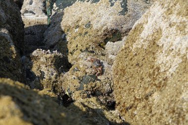 Yengeç, Grapsus sp. : Grapsus tenuicrustatus ve Grapsus albolineatus Nisan ayında Khor Fakkan Sahili 'nde Umman Körfezi yakınlarındaki kayalıklarda yaşar. Grafik, hafif ayaklı yengeç cinsidir. Khor Fakkan, Sharjah, Birleşik Arap Emirlikleri. 