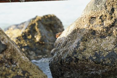 Yengeç, Grapsus sp. : Grapsus tenuicrustatus ve Grapsus albolineatus Nisan ayında Khor Fakkan Sahili 'nde Umman Körfezi yakınlarındaki kayalıklarda yaşar. Grafik, hafif ayaklı yengeç cinsidir. Khor Fakkan, Sharjah, Birleşik Arap Emirlikleri. 