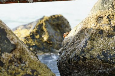 Yengeç, Grapsus sp. : Grapsus tenuicrustatus ve Grapsus albolineatus Nisan ayında Khor Fakkan Sahili 'nde Umman Körfezi yakınlarındaki kayalıklarda yaşar. Grafik, hafif ayaklı yengeç cinsidir. Khor Fakkan, Sharjah, Birleşik Arap Emirlikleri. 