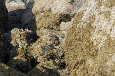 Yengeç, Grapsus sp. : Grapsus tenuicrustatus ve Grapsus albolineatus Nisan ayında Khor Fakkan Sahili 'nde Umman Körfezi yakınlarındaki kayalıklarda yaşar. Grafik, hafif ayaklı yengeç cinsidir. Khor Fakkan, Sharjah, Birleşik Arap Emirlikleri. 