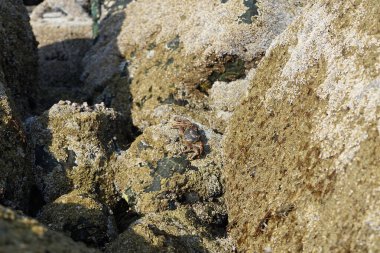 Yengeç, Grapsus sp. : Grapsus tenuicrustatus ve Grapsus albolineatus Nisan ayında Khor Fakkan Sahili 'nde Umman Körfezi yakınlarındaki kayalıklarda yaşar. Grafik, hafif ayaklı yengeç cinsidir. Khor Fakkan, Sharjah, Birleşik Arap Emirlikleri. 