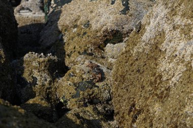 Yengeç, Grapsus sp. : Grapsus tenuicrustatus ve Grapsus albolineatus Nisan ayında Khor Fakkan Sahili 'nde Umman Körfezi yakınlarındaki kayalıklarda yaşar. Grafik, hafif ayaklı yengeç cinsidir. Khor Fakkan, Sharjah, Birleşik Arap Emirlikleri. 