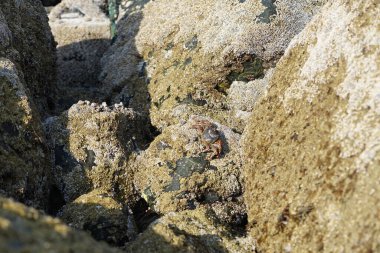 Yengeç, Grapsus sp. : Grapsus tenuicrustatus ve Grapsus albolineatus Nisan ayında Khor Fakkan Sahili 'nde Umman Körfezi yakınlarındaki kayalıklarda yaşar. Grafik, hafif ayaklı yengeç cinsidir. Khor Fakkan, Sharjah, Birleşik Arap Emirlikleri. 