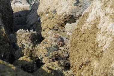 Yengeç, Grapsus sp. : Grapsus tenuicrustatus ve Grapsus albolineatus Nisan ayında Khor Fakkan Sahili 'nde Umman Körfezi yakınlarındaki kayalıklarda yaşar. Grafik, hafif ayaklı yengeç cinsidir. Khor Fakkan, Sharjah, Birleşik Arap Emirlikleri. 