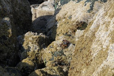 Yengeç, Grapsus sp. : Grapsus tenuicrustatus ve Grapsus albolineatus Nisan ayında Khor Fakkan Sahili 'nde Umman Körfezi yakınlarındaki kayalıklarda yaşar. Grafik, hafif ayaklı yengeç cinsidir. Khor Fakkan, Sharjah, Birleşik Arap Emirlikleri. 