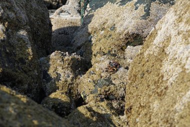 Yengeç, Grapsus sp. : Grapsus tenuicrustatus ve Grapsus albolineatus Nisan ayında Khor Fakkan Sahili 'nde Umman Körfezi yakınlarındaki kayalıklarda yaşar. Grafik, hafif ayaklı yengeç cinsidir. Khor Fakkan, Sharjah, Birleşik Arap Emirlikleri. 