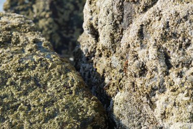 Yengeç, Grapsus sp. : Grapsus tenuicrustatus ve Grapsus albolineatus Nisan ayında Khor Fakkan Sahili 'nde Umman Körfezi yakınlarındaki kayalıklarda yaşar. Grafik, hafif ayaklı yengeç cinsidir. Khor Fakkan, Sharjah, Birleşik Arap Emirlikleri. 