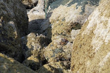 Yengeç, Grapsus sp. : Grapsus tenuicrustatus ve Grapsus albolineatus Nisan ayında Khor Fakkan Sahili 'nde Umman Körfezi yakınlarındaki kayalıklarda yaşar. Grafik, hafif ayaklı yengeç cinsidir. Khor Fakkan, Sharjah, Birleşik Arap Emirlikleri. 