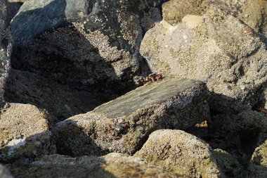 Yengeç, Grapsus sp. : Grapsus tenuicrustatus ve Grapsus albolineatus Nisan ayında Khor Fakkan Sahili 'nde Umman Körfezi yakınlarındaki kayalıklarda yaşar. Grafik, hafif ayaklı yengeç cinsidir. Khor Fakkan, Sharjah, Birleşik Arap Emirlikleri. 