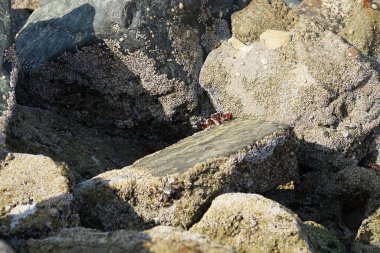 Yengeç, Grapsus sp. : Grapsus tenuicrustatus ve Grapsus albolineatus Nisan ayında Khor Fakkan Sahili 'nde Umman Körfezi yakınlarındaki kayalıklarda yaşar. Grafik, hafif ayaklı yengeç cinsidir. Khor Fakkan, Sharjah, Birleşik Arap Emirlikleri. 