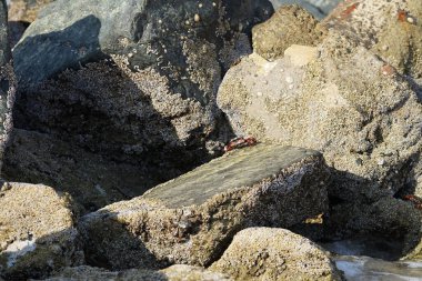 Yengeç, Grapsus sp. : Grapsus tenuicrustatus ve Grapsus albolineatus Nisan ayında Khor Fakkan Sahili 'nde Umman Körfezi yakınlarındaki kayalıklarda yaşar. Grafik, hafif ayaklı yengeç cinsidir. Khor Fakkan, Sharjah, Birleşik Arap Emirlikleri. 