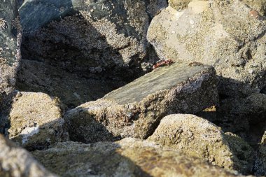 Yengeç, Grapsus sp. : Grapsus tenuicrustatus ve Grapsus albolineatus Nisan ayında Khor Fakkan Sahili 'nde Umman Körfezi yakınlarındaki kayalıklarda yaşar. Grafik, hafif ayaklı yengeç cinsidir. Khor Fakkan, Sharjah, Birleşik Arap Emirlikleri. 