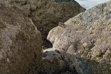 Yengeç, Grapsus sp. : Grapsus tenuicrustatus ve Grapsus albolineatus Nisan ayında Khor Fakkan Sahili 'nde Umman Körfezi yakınlarındaki kayalıklarda yaşar. Grafik, hafif ayaklı yengeç cinsidir. Khor Fakkan, Sharjah, Birleşik Arap Emirlikleri. 