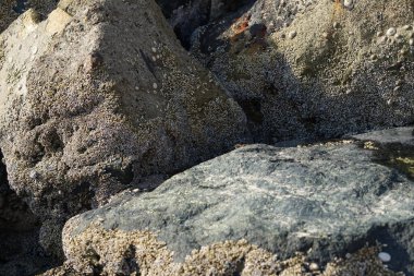 Grapsus tenuicrustatus yengeci Nisan ayında Khor Fakkan Sahili 'nde Umman Körfezi yakınlarındaki kayalara tırmanır. Grapsus tenuicrustatus (İnce kabuklu kaya yengeci, Natal lightfoot crab), başsız kabuklu bir yengeç türüdür. Şeriat, Birleşik Arap Emirlikleri.                       