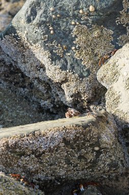 Yengeç, Grapsus sp. : Grapsus tenuicrustatus ve Grapsus albolineatus Nisan ayında Khor Fakkan Sahili 'nde Umman Körfezi yakınlarındaki kayalıklarda yaşar. Grafik, hafif ayaklı yengeç cinsidir. Khor Fakkan, Sharjah, Birleşik Arap Emirlikleri. 