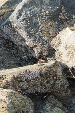 Yengeç, Grapsus sp. : Grapsus tenuicrustatus ve Grapsus albolineatus Nisan ayında Khor Fakkan Sahili 'nde Umman Körfezi yakınlarındaki kayalıklarda yaşar. Grafik, hafif ayaklı yengeç cinsidir. Khor Fakkan, Sharjah, Birleşik Arap Emirlikleri. 