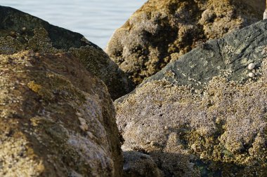 Yengeç, Grapsus sp. : Grapsus tenuicrustatus ve Grapsus albolineatus Nisan ayında Khor Fakkan Sahili 'nde Umman Körfezi yakınlarındaki kayalıklarda yaşar. Grafik, hafif ayaklı yengeç cinsidir. Khor Fakkan, Sharjah, Birleşik Arap Emirlikleri. 
