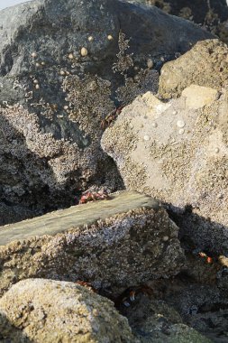 Yengeç, Grapsus sp. : Grapsus tenuicrustatus ve Grapsus albolineatus Nisan ayında Khor Fakkan Sahili 'nde Umman Körfezi yakınlarındaki kayalıklarda yaşar. Grafik, hafif ayaklı yengeç cinsidir. Khor Fakkan, Sharjah, Birleşik Arap Emirlikleri. 