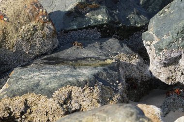 Yengeç, Grapsus sp. : Grapsus tenuicrustatus ve Grapsus albolineatus Nisan ayında Khor Fakkan Sahili 'nde Umman Körfezi yakınlarındaki kayalıklarda yaşar. Grafik, hafif ayaklı yengeç cinsidir. Khor Fakkan, Sharjah, Birleşik Arap Emirlikleri. 