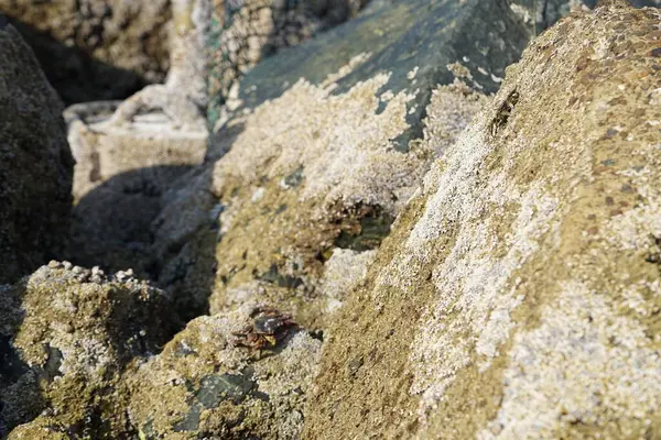 Yengeç, Grapsus sp. : Grapsus tenuicrustatus ve Grapsus albolineatus Nisan ayında Khor Fakkan Sahili 'nde Umman Körfezi yakınlarındaki kayalıklarda yaşar. Grafik, hafif ayaklı yengeç cinsidir. Khor Fakkan, Sharjah, Birleşik Arap Emirlikleri. 