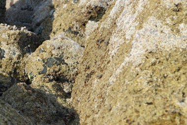 Yengeç, Grapsus sp. : Grapsus tenuicrustatus ve Grapsus albolineatus Nisan ayında Khor Fakkan Sahili 'nde Umman Körfezi yakınlarındaki kayalıklarda yaşar. Grafik, hafif ayaklı yengeç cinsidir. Khor Fakkan, Sharjah, Birleşik Arap Emirlikleri. 