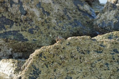 Yengeç, Grapsus sp. : Grapsus tenuicrustatus ve Grapsus albolineatus Nisan ayında Khor Fakkan Sahili 'nde Umman Körfezi yakınlarındaki kayalıklarda yaşar. Grafik, hafif ayaklı yengeç cinsidir. Khor Fakkan, Sharjah, Birleşik Arap Emirlikleri. 