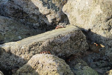 Yengeç, Grapsus sp. : Grapsus tenuicrustatus ve Grapsus albolineatus Nisan ayında Khor Fakkan Sahili 'nde Umman Körfezi yakınlarındaki kayalıklarda yaşar. Grafik, hafif ayaklı yengeç cinsidir. Khor Fakkan, Sharjah, Birleşik Arap Emirlikleri. 