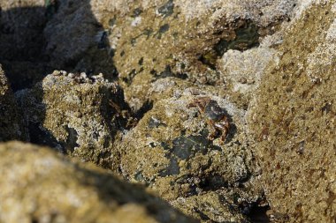 Yengeç, Grapsus sp. : Grapsus tenuicrustatus ve Grapsus albolineatus Nisan ayında Khor Fakkan Sahili 'nde Umman Körfezi yakınlarındaki kayalıklarda yaşar. Grafik, hafif ayaklı yengeç cinsidir. Khor Fakkan, Sharjah, Birleşik Arap Emirlikleri.                                 