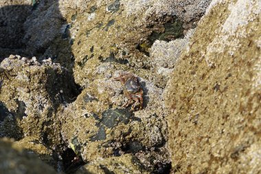 Yengeç, Grapsus sp. : Grapsus tenuicrustatus ve Grapsus albolineatus Nisan ayında Khor Fakkan Sahili 'nde Umman Körfezi yakınlarındaki kayalıklarda yaşar. Grafik, hafif ayaklı yengeç cinsidir. Khor Fakkan, Sharjah, Birleşik Arap Emirlikleri.                                 
