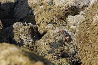 Yengeç, Grapsus sp. : Grapsus tenuicrustatus ve Grapsus albolineatus Nisan ayında Khor Fakkan Sahili 'nde Umman Körfezi yakınlarındaki kayalıklarda yaşar. Grafik, hafif ayaklı yengeç cinsidir. Khor Fakkan, Sharjah, Birleşik Arap Emirlikleri.                                 