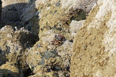 Yengeç, Grapsus sp. : Grapsus tenuicrustatus ve Grapsus albolineatus Nisan ayında Khor Fakkan Sahili 'nde Umman Körfezi yakınlarındaki kayalıklarda yaşar. Grafik, hafif ayaklı yengeç cinsidir. Khor Fakkan, Sharjah, Birleşik Arap Emirlikleri.                                 