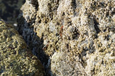 Yengeç, Grapsus sp. : Grapsus tenuicrustatus ve Grapsus albolineatus Nisan ayında Khor Fakkan Sahili 'nde Umman Körfezi yakınlarındaki kayalıklarda yaşar. Grafik, hafif ayaklı yengeç cinsidir. Khor Fakkan, Sharjah, Birleşik Arap Emirlikleri.                                 