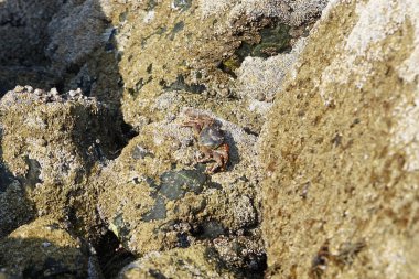 Yengeç, Grapsus sp. : Grapsus tenuicrustatus ve Grapsus albolineatus Nisan ayında Khor Fakkan Sahili 'nde Umman Körfezi yakınlarındaki kayalıklarda yaşar. Grafik, hafif ayaklı yengeç cinsidir. Khor Fakkan, Sharjah, Birleşik Arap Emirlikleri.                                 