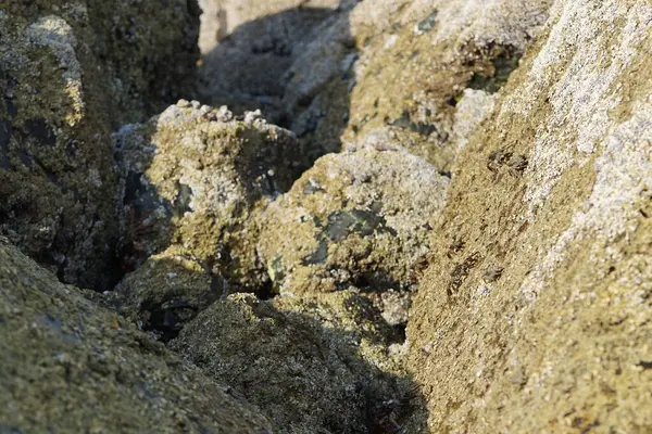 Yengeç, Grapsus sp. : Grapsus tenuicrustatus ve Grapsus albolineatus Nisan ayında Khor Fakkan Sahili 'nde Umman Körfezi yakınlarındaki kayalıklarda yaşar. Grafik, hafif ayaklı yengeç cinsidir. Khor Fakkan, Sharjah, Birleşik Arap Emirlikleri. 