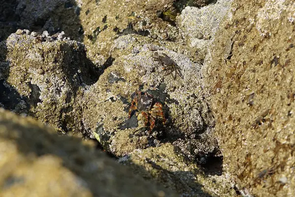 Yengeç, Grapsus sp. : Grapsus tenuicrustatus ve Grapsus albolineatus Nisan ayında Khor Fakkan Sahili 'nde Umman Körfezi yakınlarındaki kayalıklarda yaşar. Grafik, hafif ayaklı yengeç cinsidir. Khor Fakkan, Sharjah, Birleşik Arap Emirlikleri. 