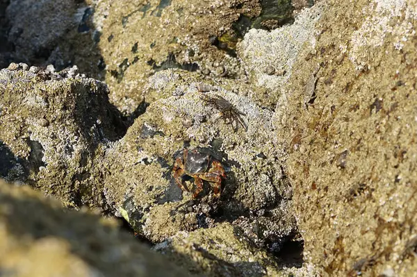 Yengeç, Grapsus sp. : Grapsus tenuicrustatus ve Grapsus albolineatus Nisan ayında Khor Fakkan Sahili 'nde Umman Körfezi yakınlarındaki kayalıklarda yaşar. Grafik, hafif ayaklı yengeç cinsidir. Khor Fakkan, Sharjah, Birleşik Arap Emirlikleri.                                 