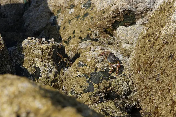 Yengeç, Grapsus sp. : Grapsus tenuicrustatus ve Grapsus albolineatus Nisan ayında Khor Fakkan Sahili 'nde Umman Körfezi yakınlarındaki kayalıklarda yaşar. Grafik, hafif ayaklı yengeç cinsidir. Khor Fakkan, Sharjah, Birleşik Arap Emirlikleri.                                 