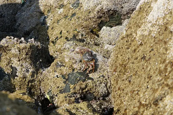 Yengeç, Grapsus sp. : Grapsus tenuicrustatus ve Grapsus albolineatus Nisan ayında Khor Fakkan Sahili 'nde Umman Körfezi yakınlarındaki kayalıklarda yaşar. Grafik, hafif ayaklı yengeç cinsidir. Khor Fakkan, Sharjah, Birleşik Arap Emirlikleri.                                 