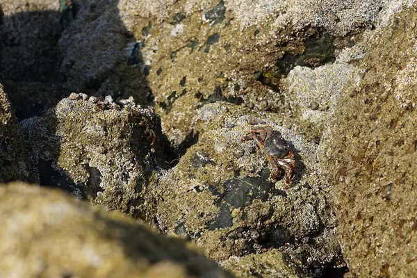Yengeç, Grapsus sp. : Grapsus tenuicrustatus ve Grapsus albolineatus Nisan ayında Khor Fakkan Sahili 'nde Umman Körfezi yakınlarındaki kayalıklarda yaşar. Grafik, hafif ayaklı yengeç cinsidir. Khor Fakkan, Sharjah, Birleşik Arap Emirlikleri.                                 