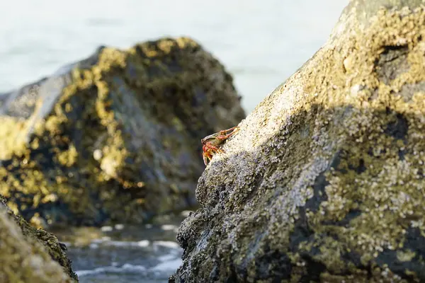 Grapsus tenuicrustatus yengeci Nisan ayında Khor Fakkan Sahili 'nde Umman Körfezi yakınlarındaki kayalara tırmanır. Grapsus tenuicrustatus (İnce kabuklu kaya yengeci, Natal lightfoot crab), başsız kabuklu bir yengeç türüdür. Şeriat, Birleşik Arap Emirlikleri.                       