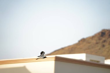 Vanellus indicus bird flies in the sky over the water canal in Khor Fakkan in April. The red-wattled lapwing, Vanellus indicus, is an Asian lapwing or large plover, a wader in the family Charadriidae. Sharjah, UAE.