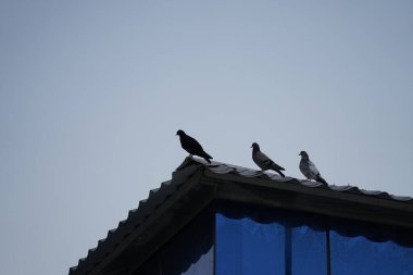 Columba livia pigeons sit on the roof of a building in April. The rock dove, rock pigeon, common pigeon, Columba livia, is a member of the bird family Columbidae. Khor Fakkan, Sharjah, UAE. 