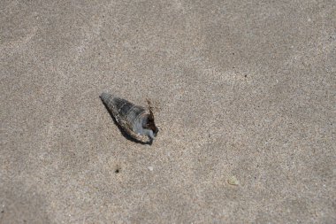 Terebralia Palustris 'in kabuğunda yaşayan Clibanarius signatus Nisan ayında Khor Fakkan Sahili' nde Umman Körfezi sularında yakalandı. Clibanarius, Diogenidae familyasından bir yengeç cinsidir. Khor Fakkan, Sharjah, BAE. 