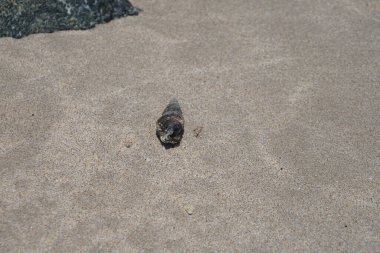Terebralia Palustris 'in kabuğunda yaşayan Clibanarius signatus Nisan ayında Khor Fakkan Sahili' nde Umman Körfezi sularında yakalandı. Clibanarius, Diogenidae familyasından bir yengeç cinsidir. Khor Fakkan, Sharjah, BAE. 