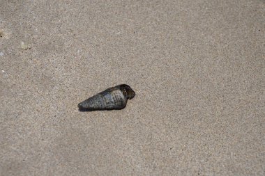 Terebralia Palustris 'in kabuğunda yaşayan Clibanarius signatus Nisan ayında Khor Fakkan Sahili' nde Umman Körfezi sularında yakalandı. Clibanarius, Diogenidae familyasından bir yengeç cinsidir. Khor Fakkan, Sharjah, BAE. 