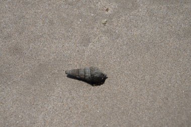 Terebralia Palustris 'in kabuğunda yaşayan Clibanarius signatus Nisan ayında Khor Fakkan Sahili' nde Umman Körfezi sularında yakalandı. Clibanarius, Diogenidae familyasından bir yengeç cinsidir. Khor Fakkan, Sharjah, BAE. 