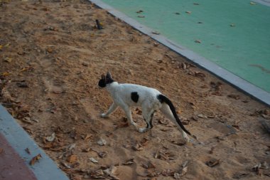 Nisan ayında Khor Fakkan kentindeki gezinti güvertesi boyunca pürüzsüz saçlı siyah beyaz bir kedi yürüyor. Kedi, Felis catus, evcil kedi, ev kedisi, küçük evcil bir etobur memelidir. Sharjah, BAE. 
