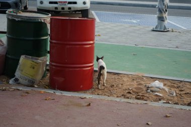 Khor Fakkan, Sharjah, BAE - 29 Nisan 2023: Nisan 'da Khor Fakkan kentindeki toprak setinde pürüzsüz saçlı siyah beyaz bir kedi yürüyor. Kedi, Felis catus, evcil kedi, ev kedisi, küçük evcil bir etobur memelidir..  